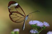 VALENTINI ROSSANA-Farfalla Costarica