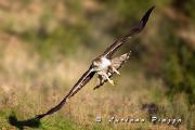 Acqila del Bonelli - Canon Eos 1D mark 4  EF 300mm f2,8 IS + 1,4X 