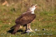 Acqila del Bonelli - Canon Eos 1D mark 4  EF 300mm f2,8 IS + 1,4X 