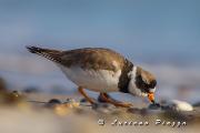 Corriere grasso - Canon Eos 1D mark 4  EF 300mm f2,8 IS + 2X 