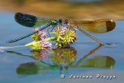 CALOPTERYX SPENDENS - SETTEMBRE 2013