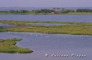 VALLI DI COMACCHIO - Canon T 90 FD 70-200 mm f 4 L